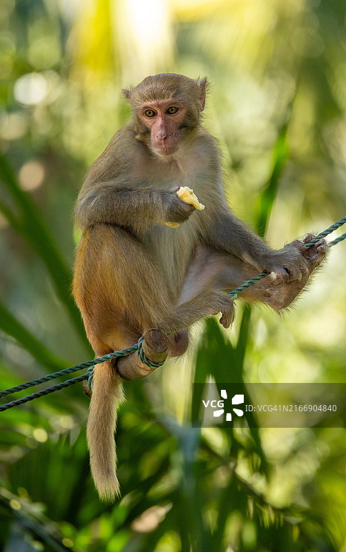 仰视视角：猕猴坐在树上，中国图片素材