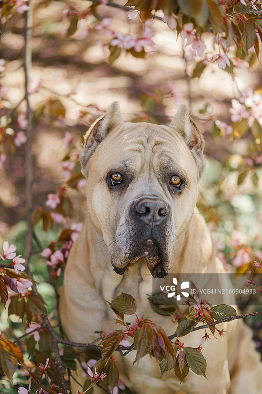大型犬在树旁的特写肖像图片素材