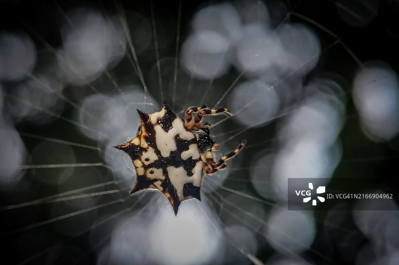 蜘蛛在网上的特写图片素材
