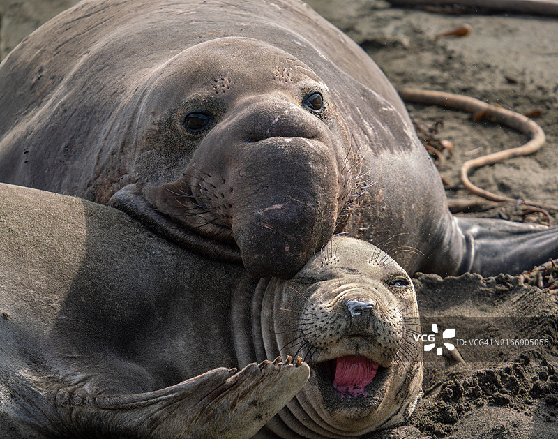 美国加利福尼亚州圣西蒙海滩海豹特写图片素材