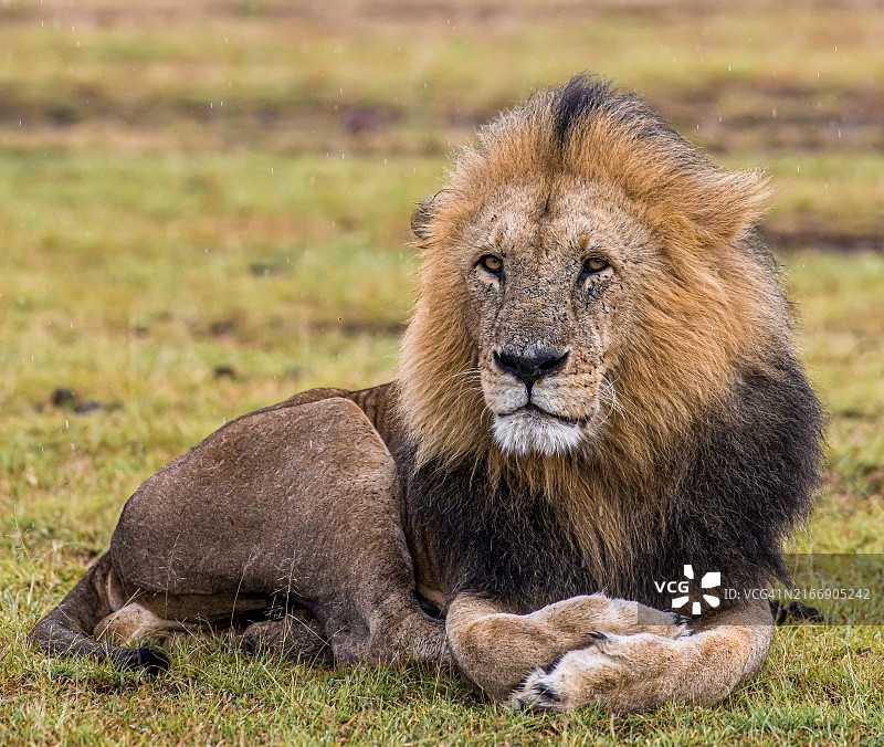 成年雄性小狮子躺在草地上的特写图片素材