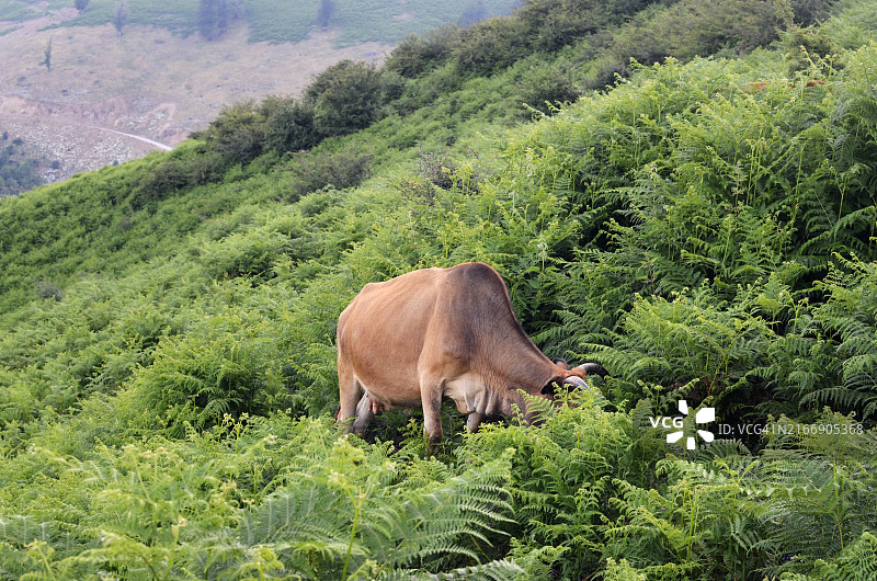 田野上站立的牛群的高角度视图图片素材