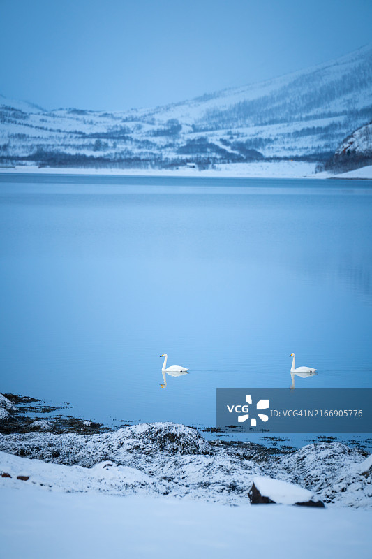 两只白色天鹅在有雪山覆盖的冬季湖泊中游泳图片素材