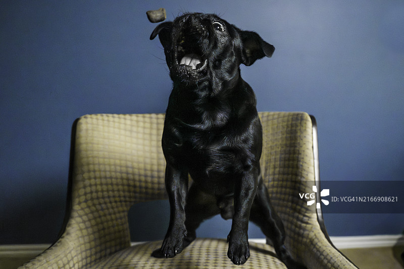 黑色哈巴狗的正式肖像，坐在蓝色背景的软垫椅子上，正扑向狗饼干图片素材