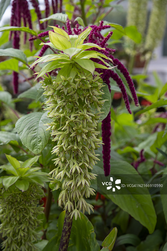 凤梨百合花穗图片素材