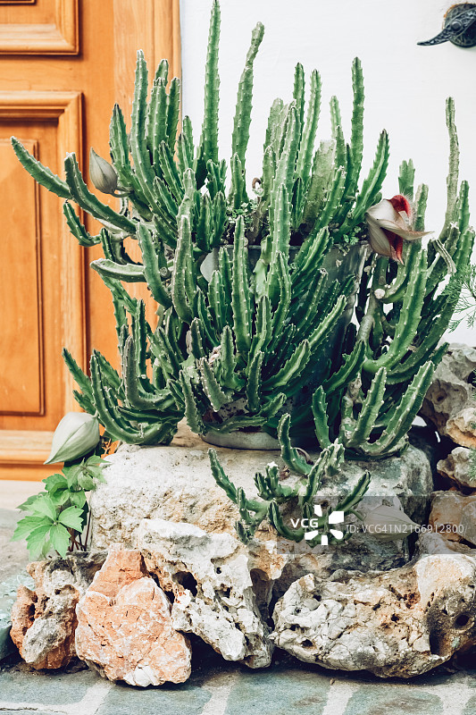 高大的盆栽仙人掌，放置在木门旁，为住宅入口增添了一丝自然气息图片素材