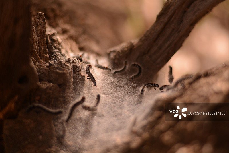 木头特写图片素材