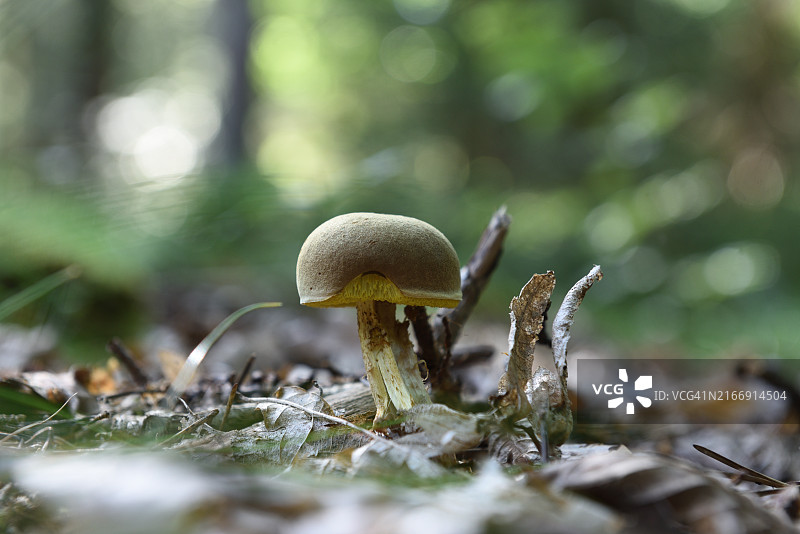 牛肝菌属图片素材