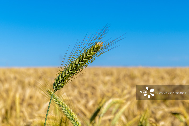 麦田里的小麦在天空的衬托下生长的特写图片素材