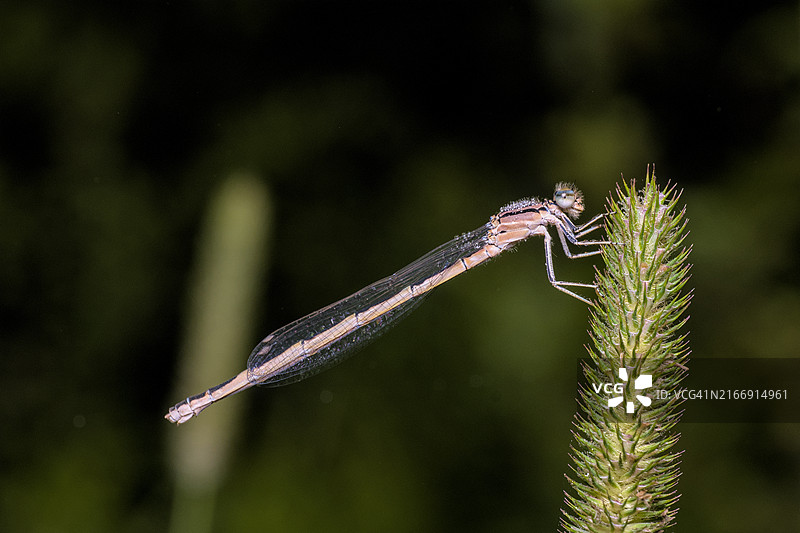 豆娘在植物上的特写图片素材