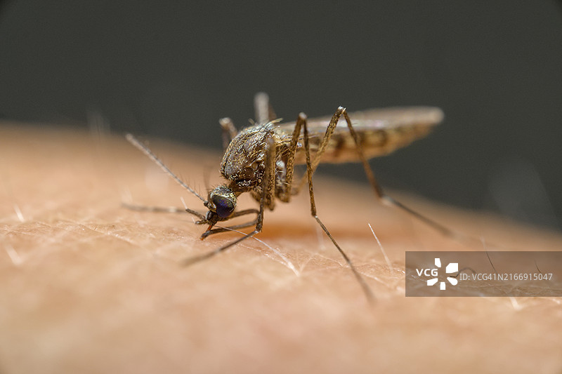 昆虫特写图片素材