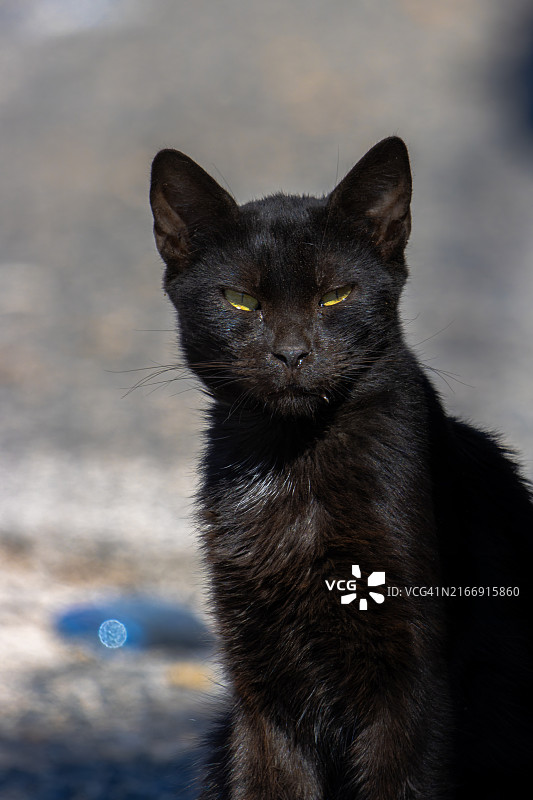 黑猫特写图片素材