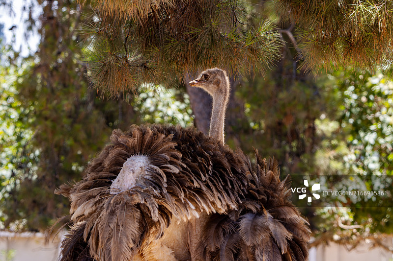 鸵鸟特写图片素材