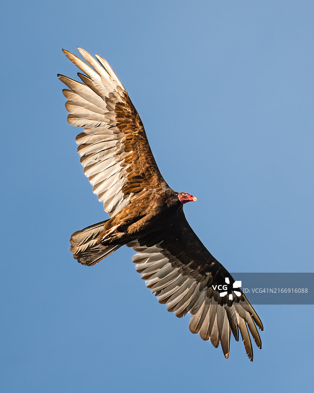 秃鹰飞过湛蓝天空的低角度景观，美国俄亥俄州哥伦布市图片素材