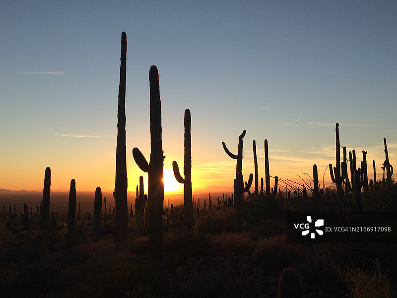 亚利桑那州阿帕奇路口附近的索诺兰沙漠仙人柱日落图片素材