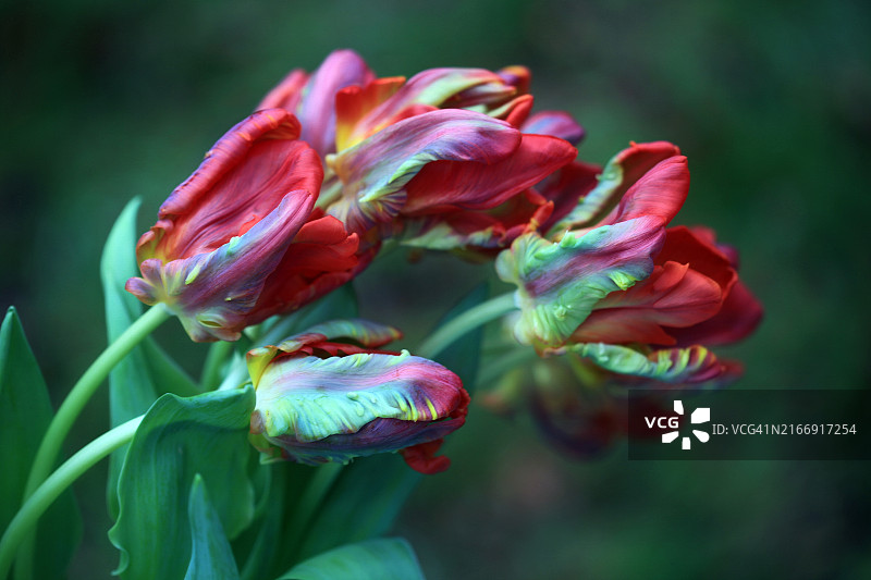 红玫瑰花的特写图片素材