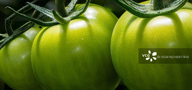 湿绿苹果特写图片素材