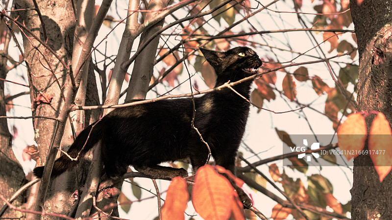仰视角度拍摄的树上猫图片素材
