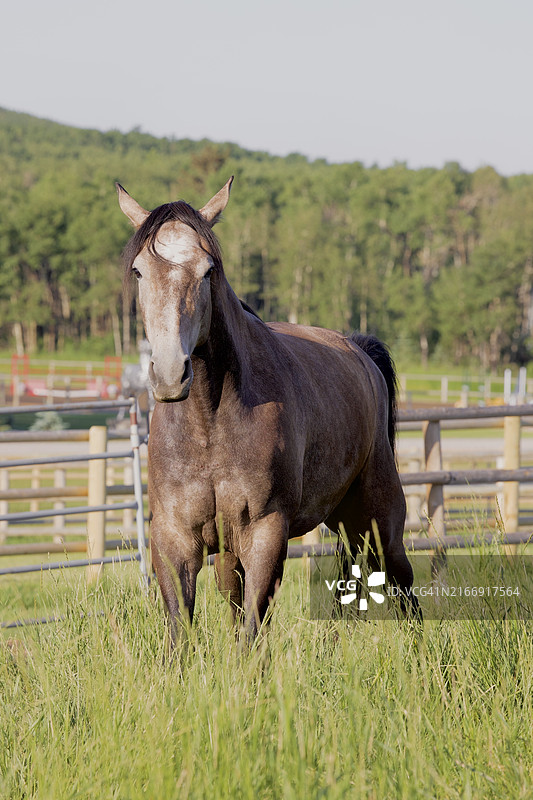 纯种马肖像图片素材