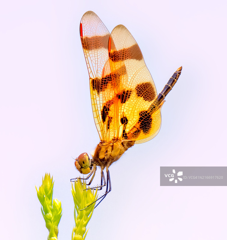 昆虫在植物上，新泽西州，美国图片素材