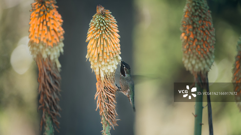 美国加利福尼亚州千橡市植物上的蝴蝶特写图片素材