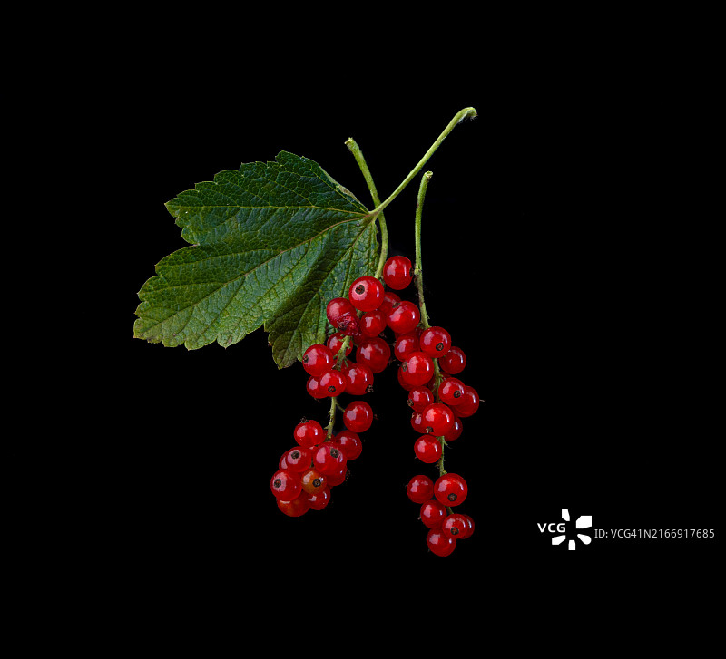 黑色背景下的红色浆果特写图片素材