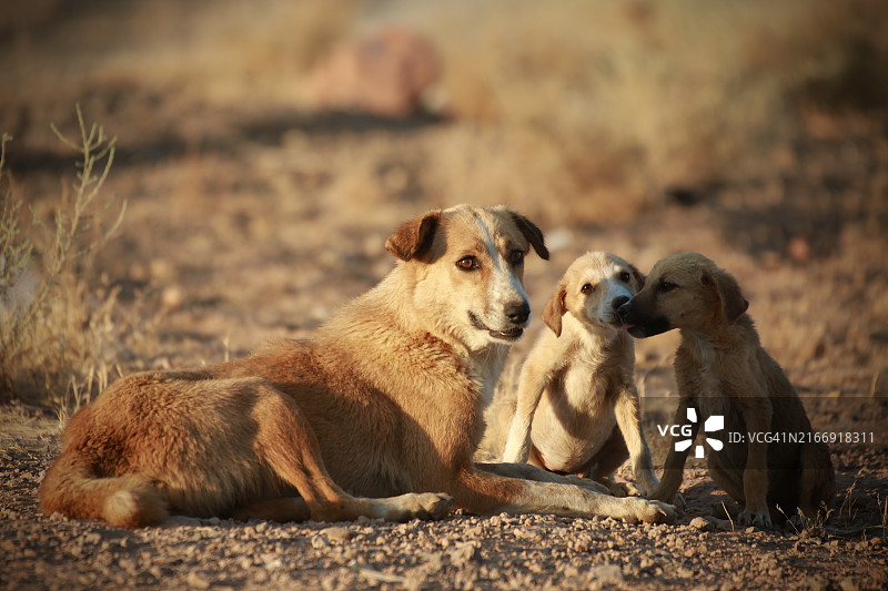 田野上坐着的多只狗特写图片素材