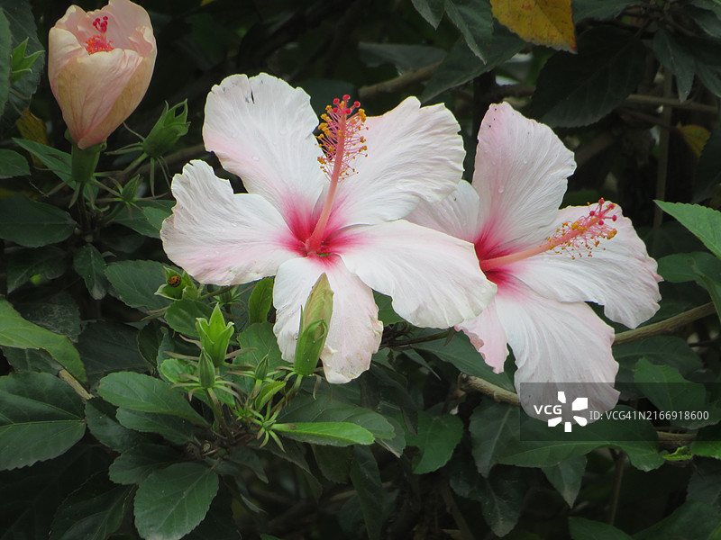 芙蓉花特写图片素材