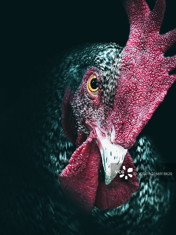 法国大东区公鸡特写图片素材