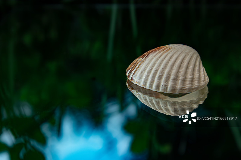 贝壳特写图片素材