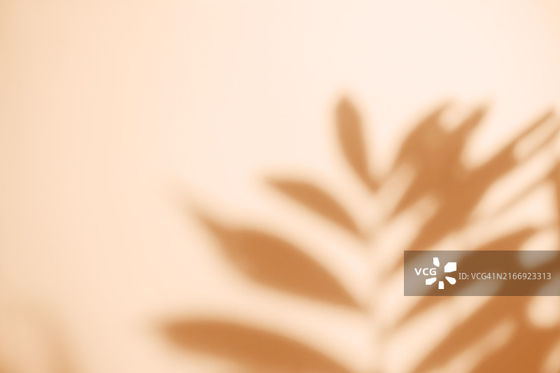 阳光下花叶在黄色背景上的模糊阴影。抽象的中性自然概念背景。文字空间。自然光效果的阴影。2024年度流行色图片素材