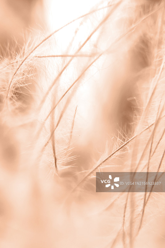 柔和米色调的柔软羽毛的精致抽象特写，展示了2024年潘通年度代表色——桃色图片素材