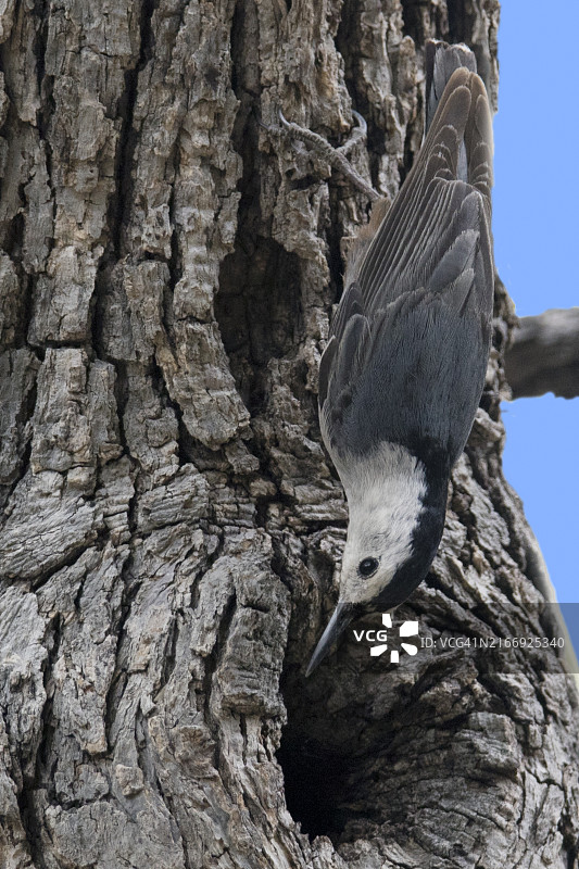 在筑巢洞的白色胸脯Nuthatch图片素材