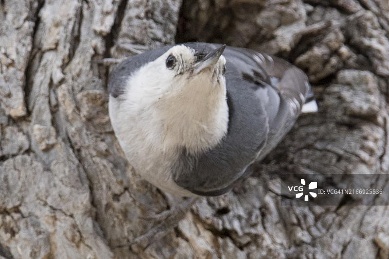 在筑巢洞的白色胸脯Nuthatch图片素材