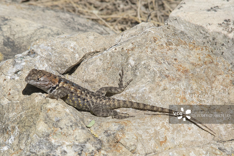 沙漠多刺蜥蜴（雌性）图片素材