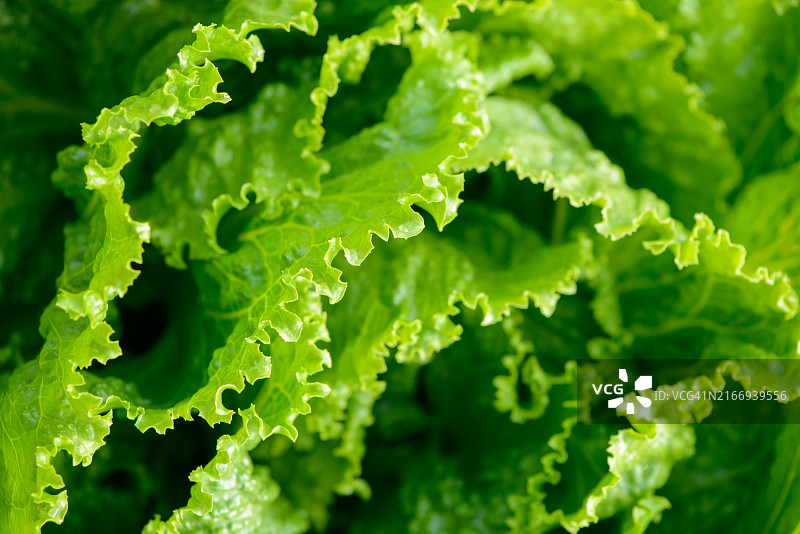 特写：一片新鲜的绿色叶子植物图片素材