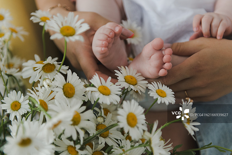 女人手捧婴儿脚丫，背景是雏菊花图片素材
