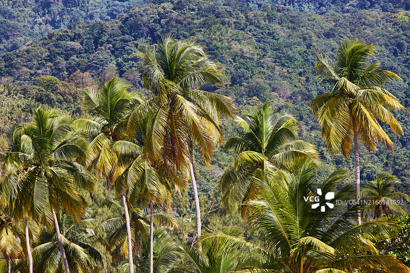马拉卡斯湾的椰子树图片素材