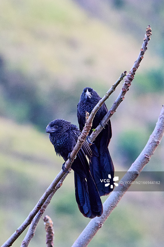 特立尼达和多巴哥一对滑嘴犀鹃图片素材