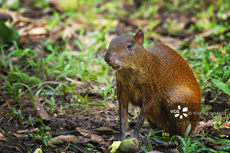 哥斯达黎加的野生刺豚鼠图片素材