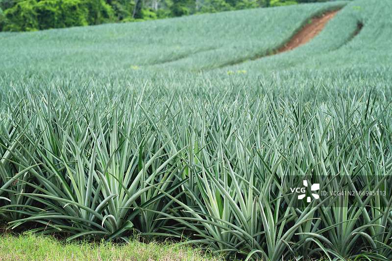 热带种植园中的菠萝地图片素材