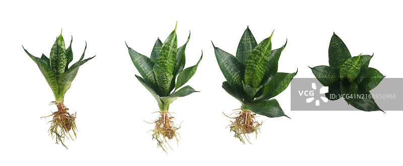 白色背景上的各种蛇尾兰图片素材