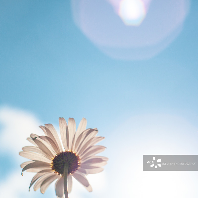 纽约雏菊之恋图片素材