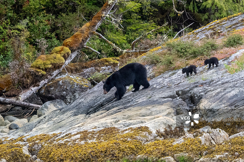 棕熊和幼崽图片素材