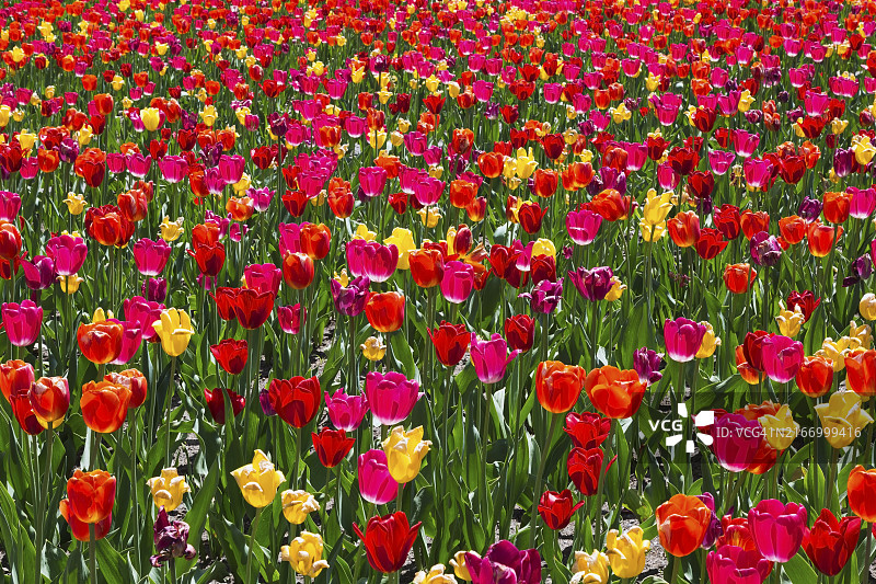 加拿大魁北克春季单瓣晚花郁金香图片素材