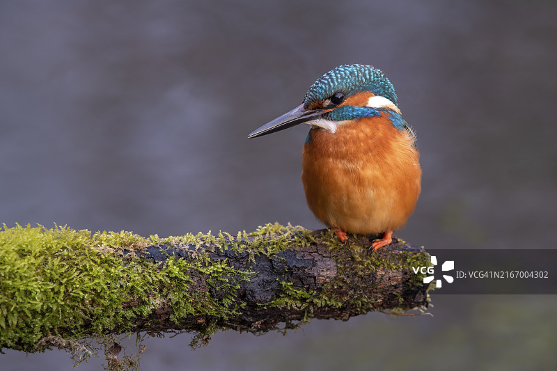 普通翠鸟栖息在树枝上，位于奥地利蒂罗尔州图片素材
