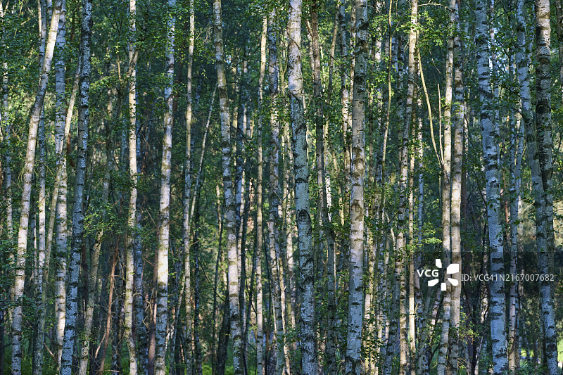 德国黑森州，春日阳光穿过树叶的茂密白桦林图片素材