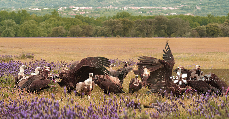 西班牙兀鹫和白兀鹫图片素材