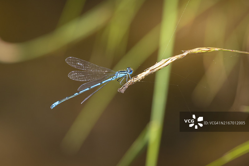 自然环境中停留在草叶上的蓝色豆娘图片素材
