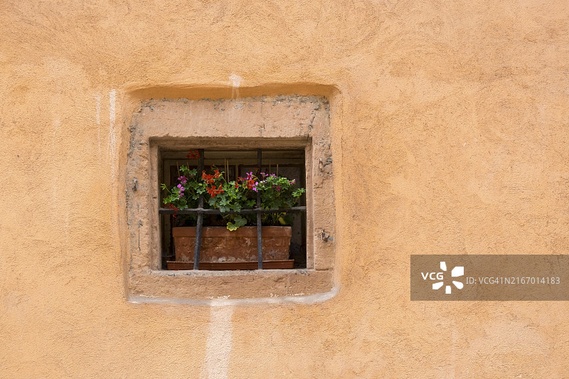 法国阿尔萨斯：橙色墙壁上，金属网后鲜花盛开的窗户图片素材